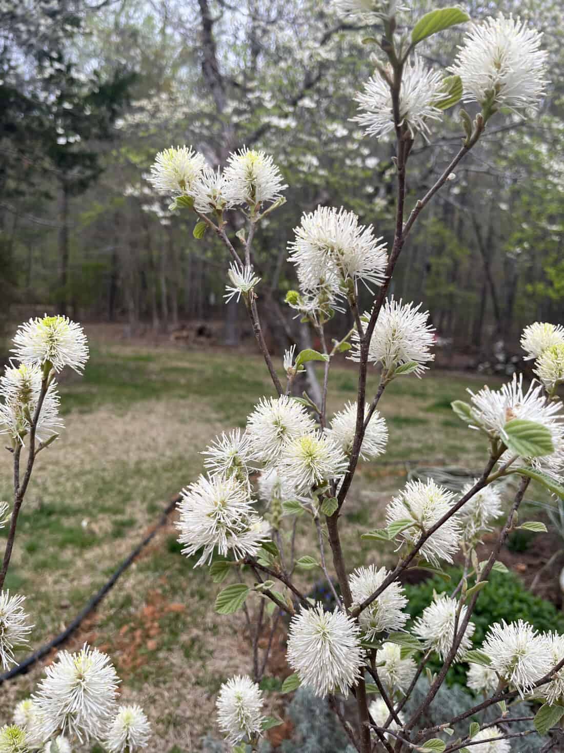 fothergilla - spikes of fragrant white flowers