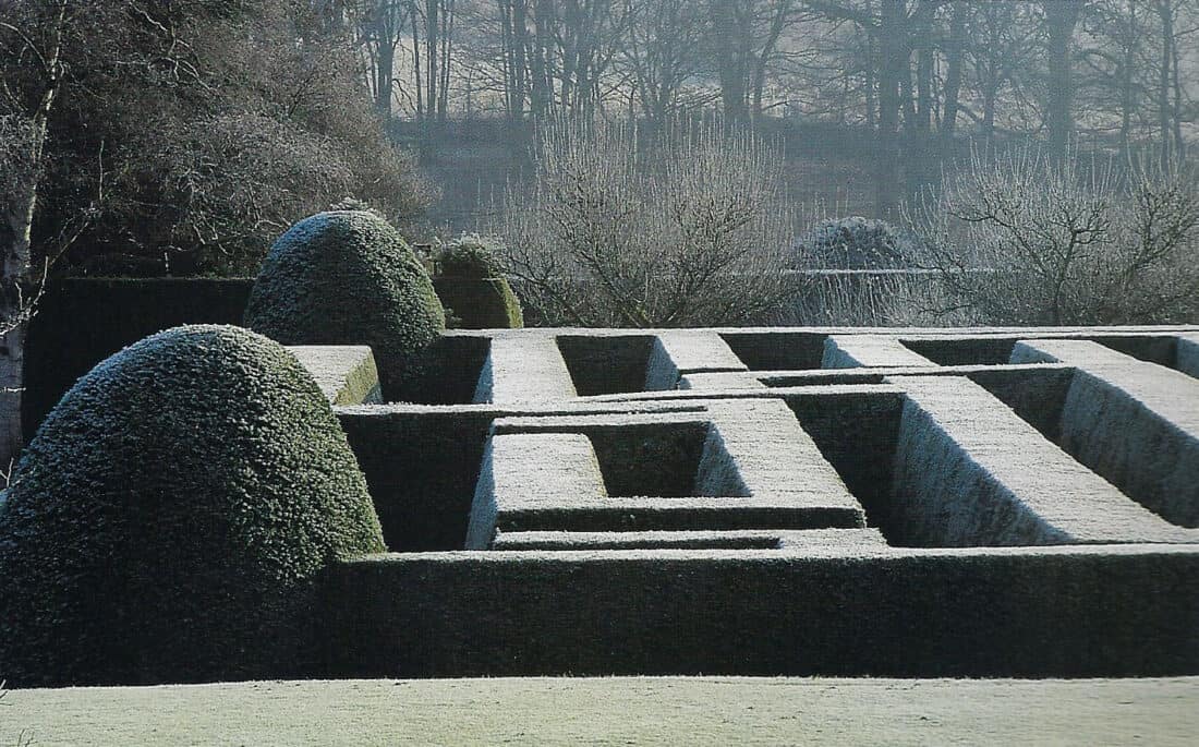 image of frosty hedges in a garden