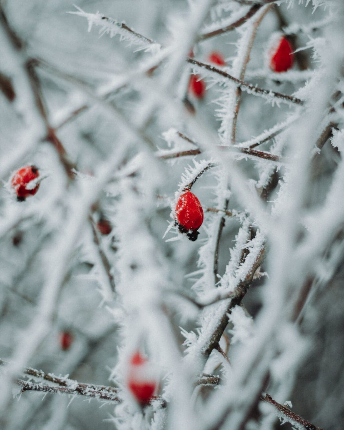 white hoar frost on red berries by Kristián Valčo 
