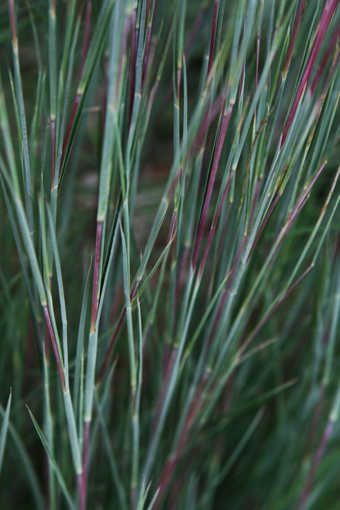 Schizachyrium scoparium - little bluestem native grass