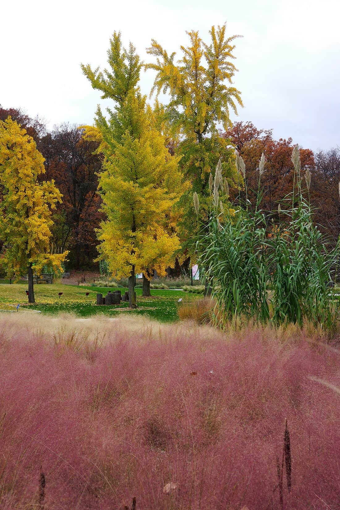 Pink muhly grass and yellowing ginkgo biloba trees