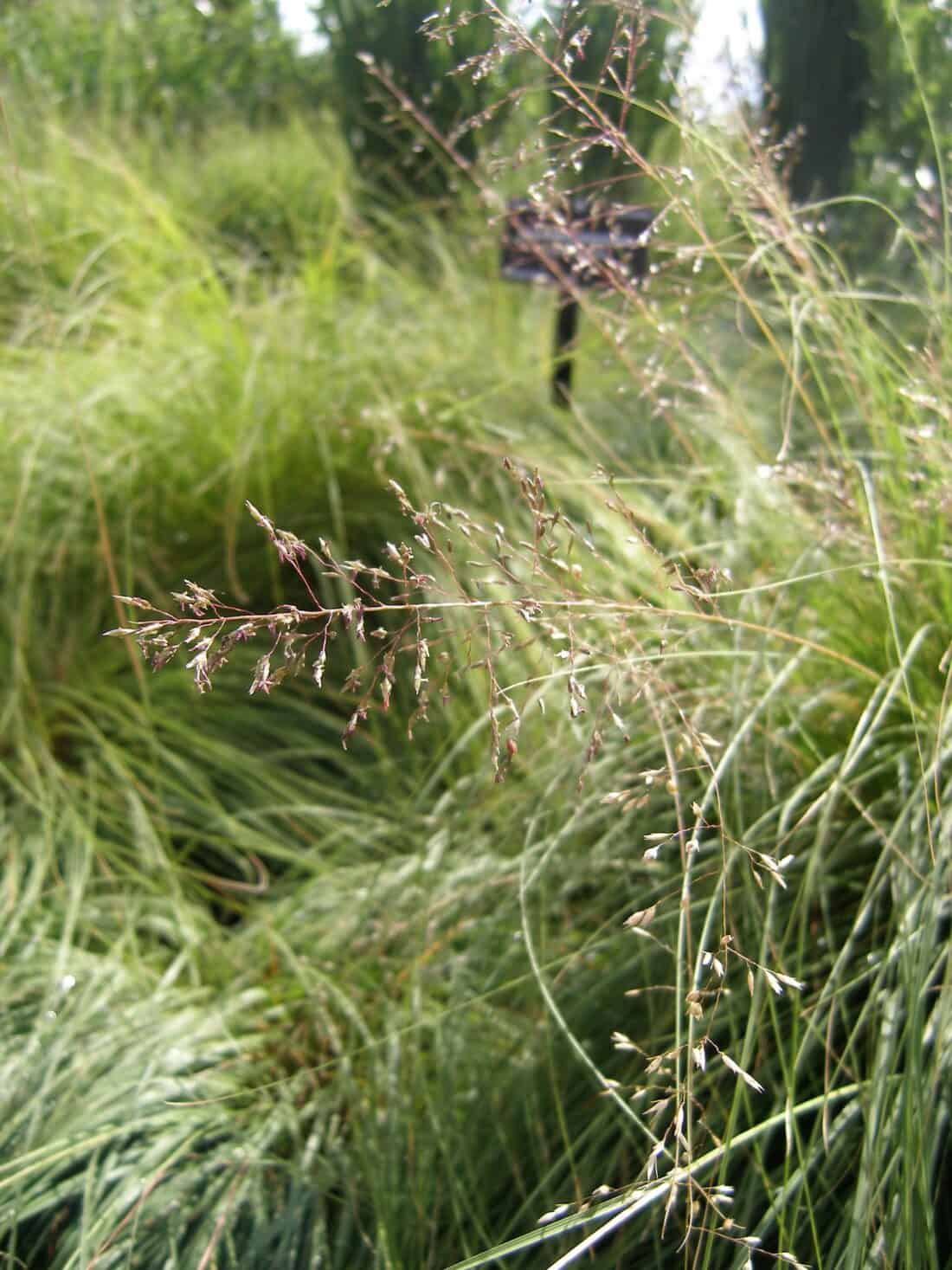 Sporobolus heterolepis - Prairie Dropseed Grass in the Ornamental Grass Garden at the Denver Botanic Garden