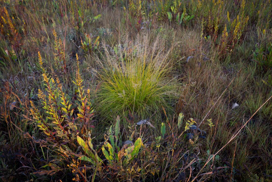 Prairie dropseed in a mix of other plants 