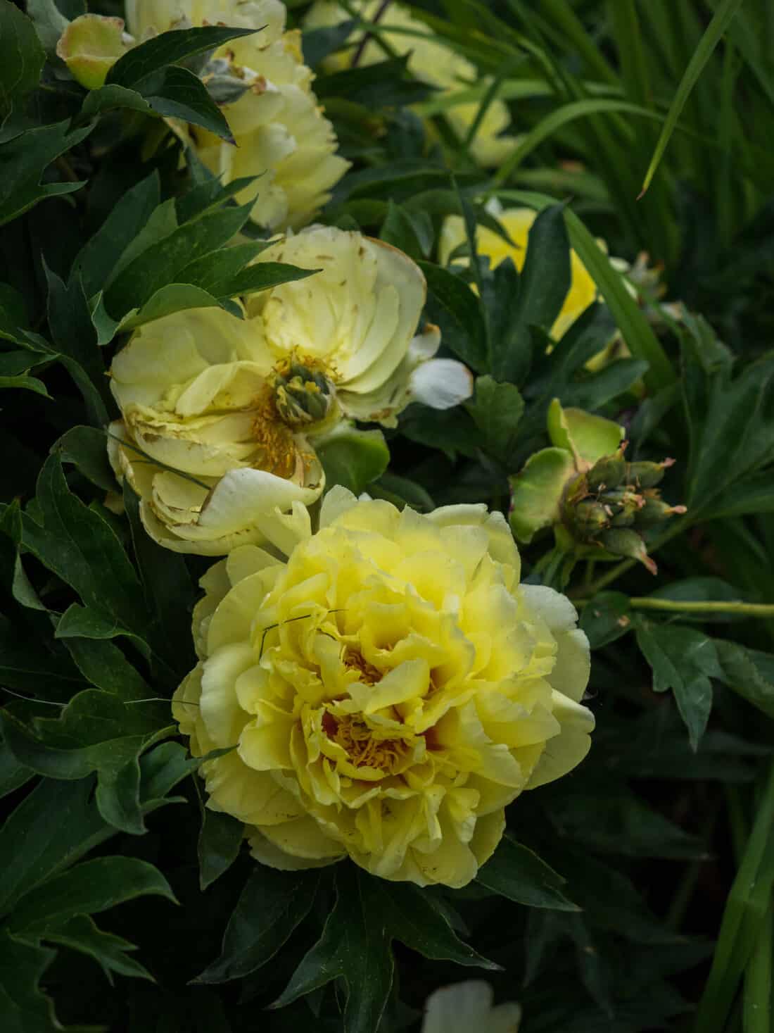 Bartzella Itoh Hybrid. Yellow, semi-double to double, fragrant, early midseason, 30" tall, intersectional. Lemon-yellow flowers centered with a soft touch of red with white-tipped carpels. Dark green, large, deeply cut leaves. APS Gold Metal 2006. Image by   F. D. Richards