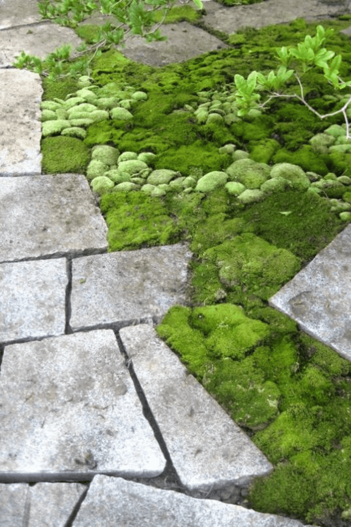 Moss growing on a stone walkway in a garden.