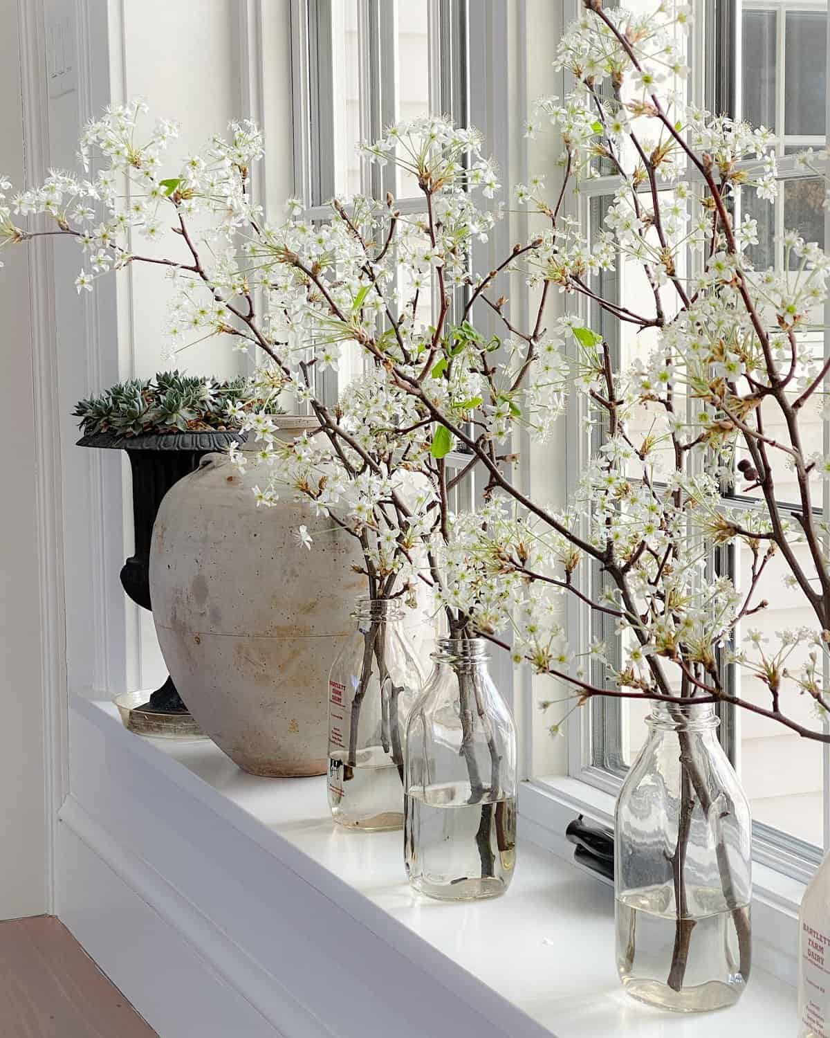 A window sill with several vases with flowers in them. Flowering Pear Branches