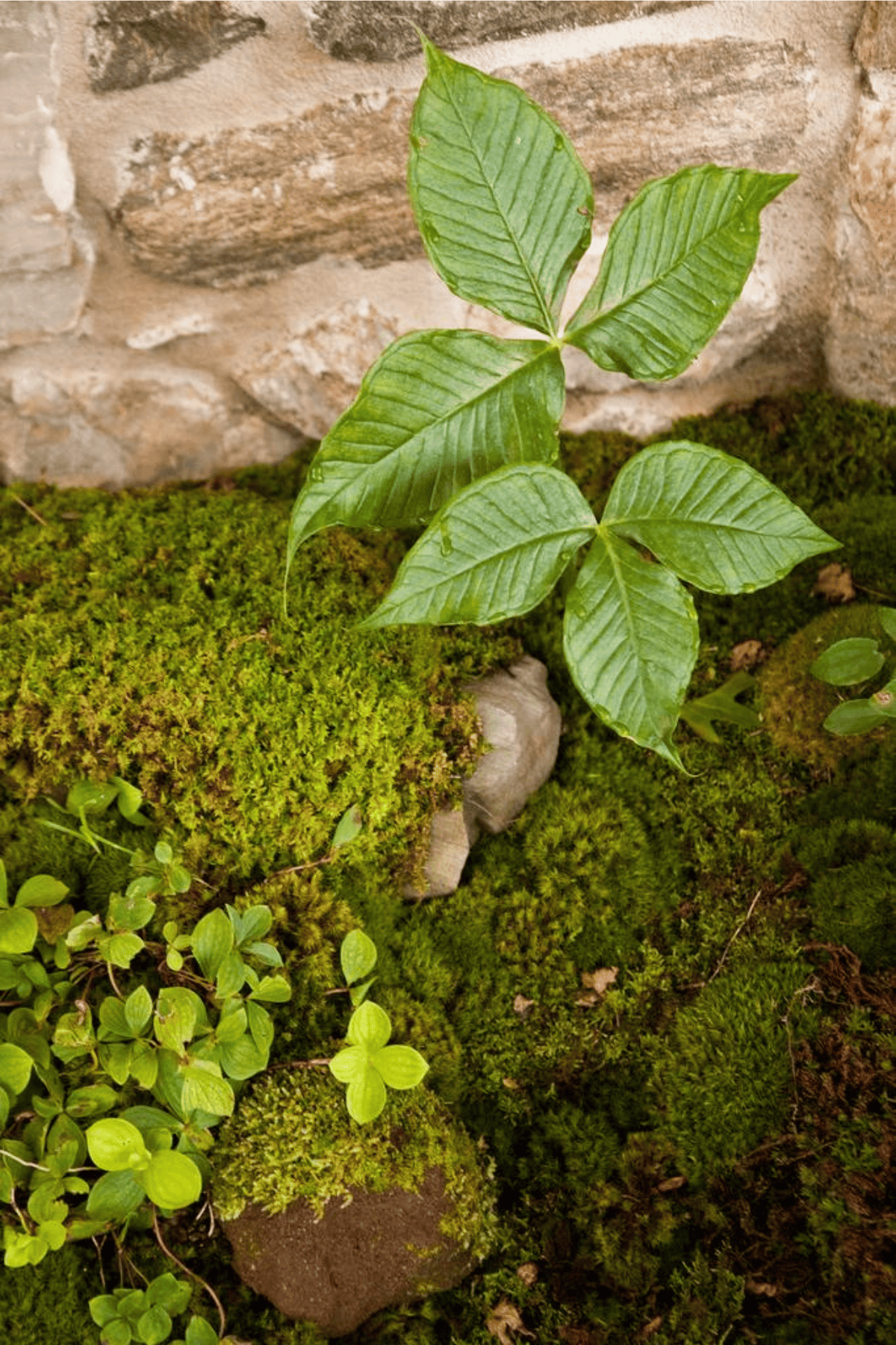 Moss growing on a stone wall with cornus canadensis and jack in the pulpit.