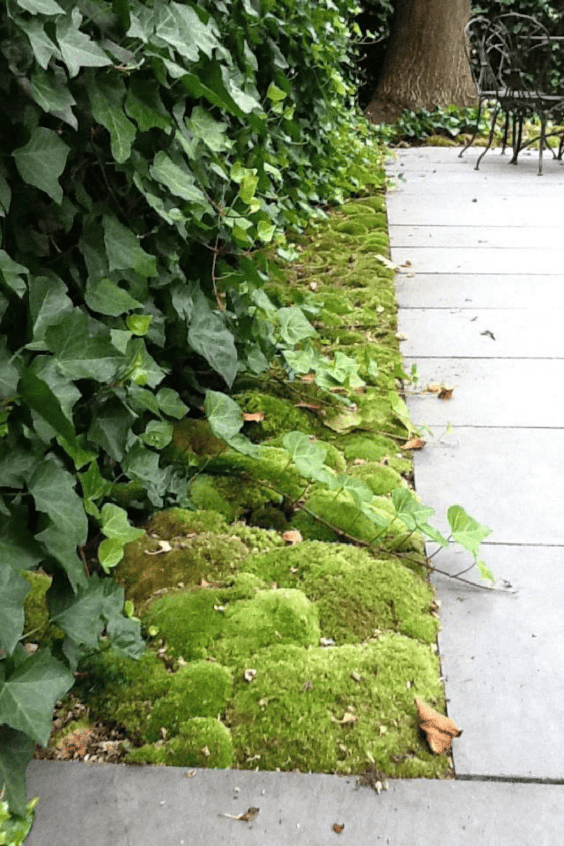 Moss growing on a sidewalk in a garden.