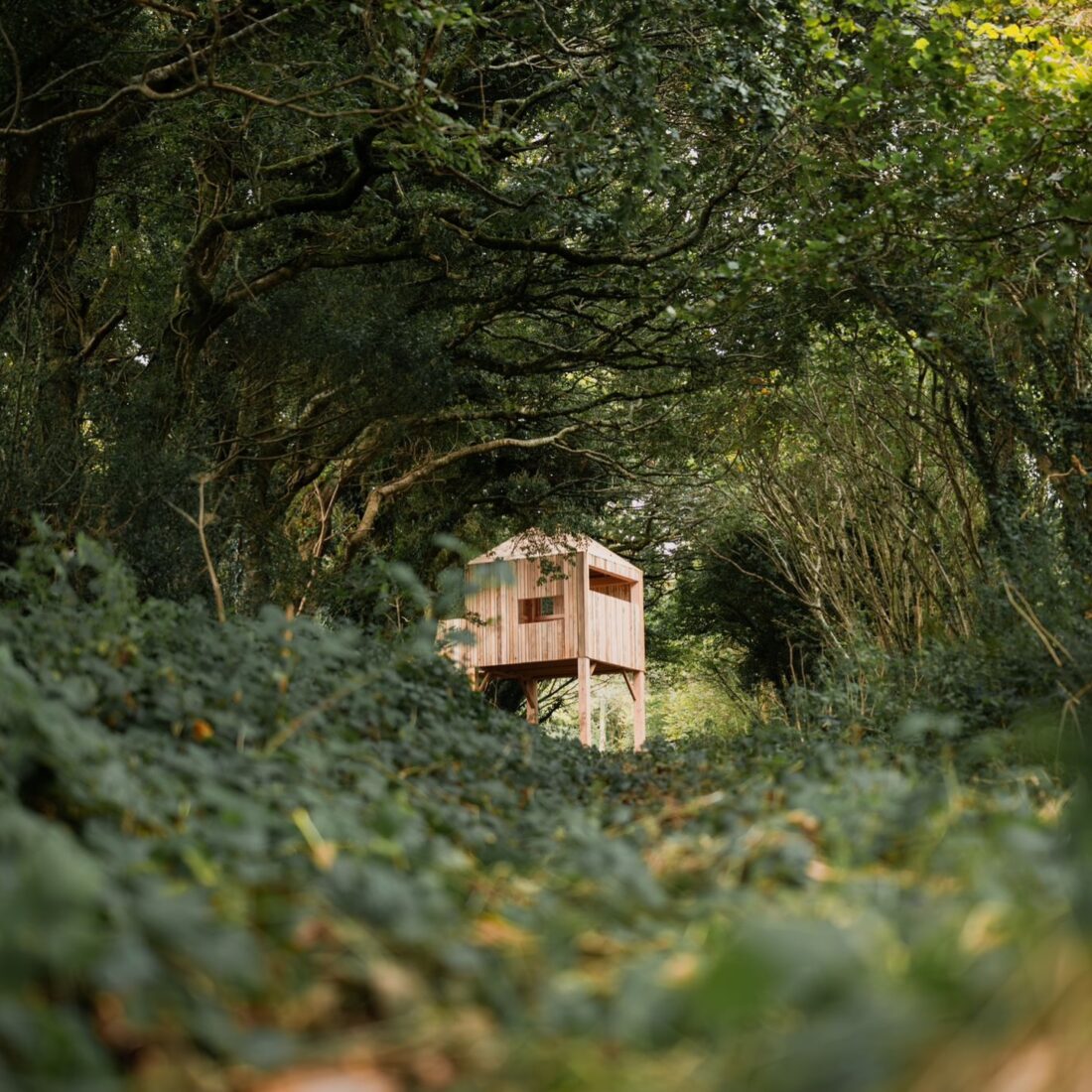 A small wooden treehouse on stilts stands in a lush, green forest, surrounded by dense foliage and overhanging branches—an inspiring addition to play area ideas, with sunlight filtering through the trees. A small wooden treehouse on stilts stands in a lush, green forest, surrounded by dense foliage and overhanging branches—an inspiring addition to play area ideas, with sunlight filtering through the trees.