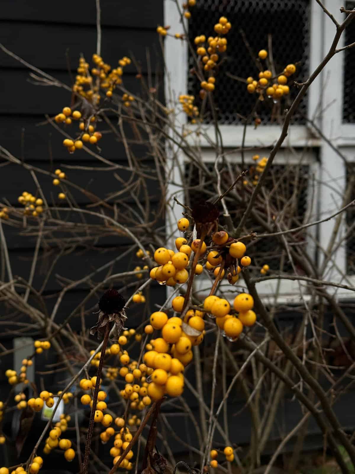 berry heavy gold winterberry in PITH + VIGOR Garden