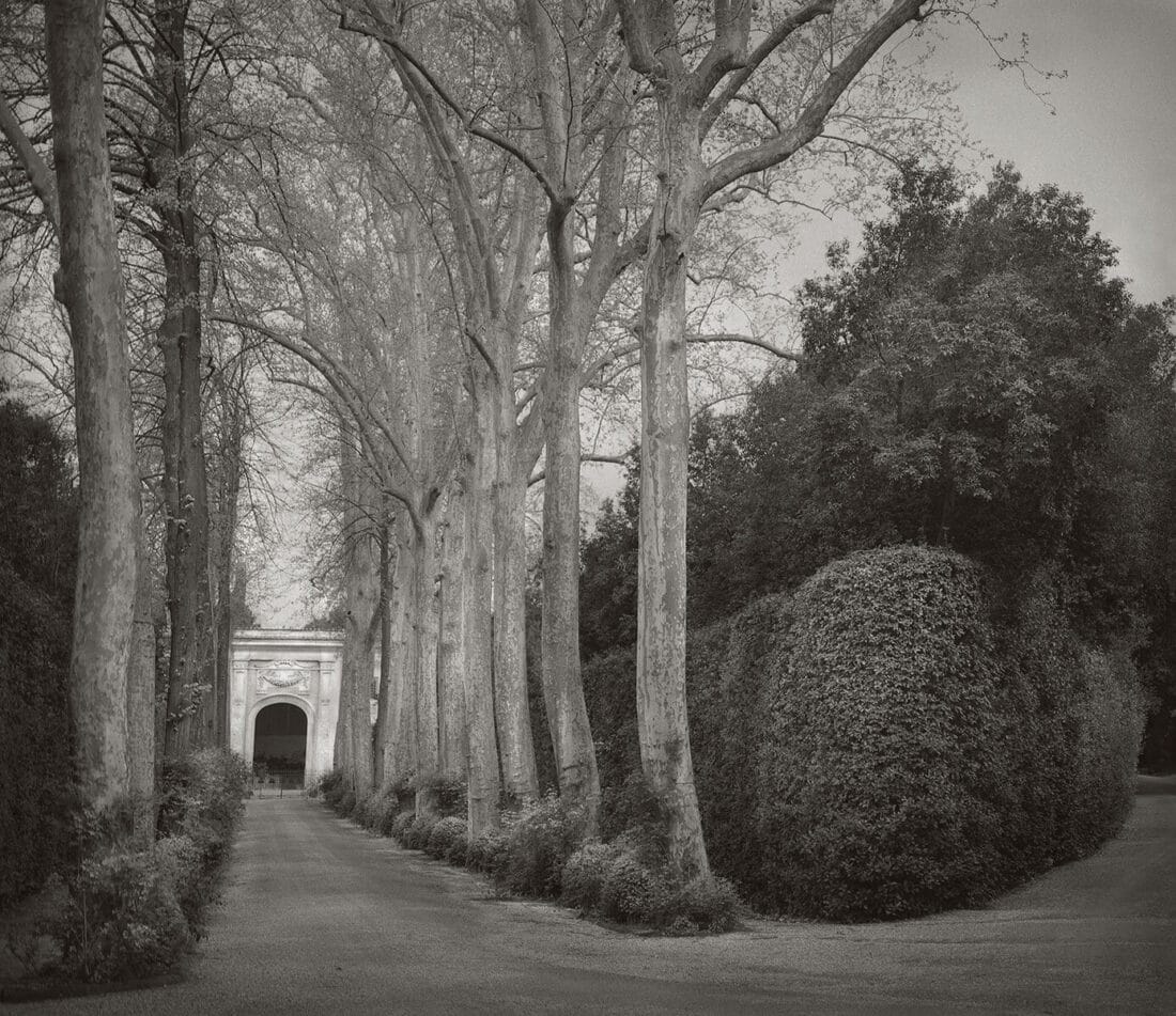 A black and white photo of a road lined with trees.