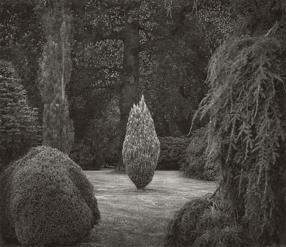 A black and white photo of a tree in a garden.
