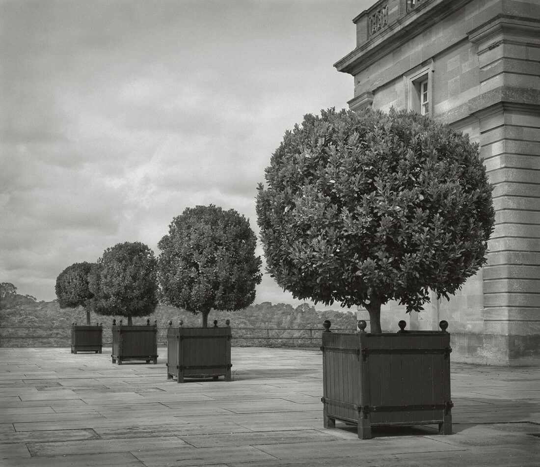 A black and white photo of a row of potted trees.