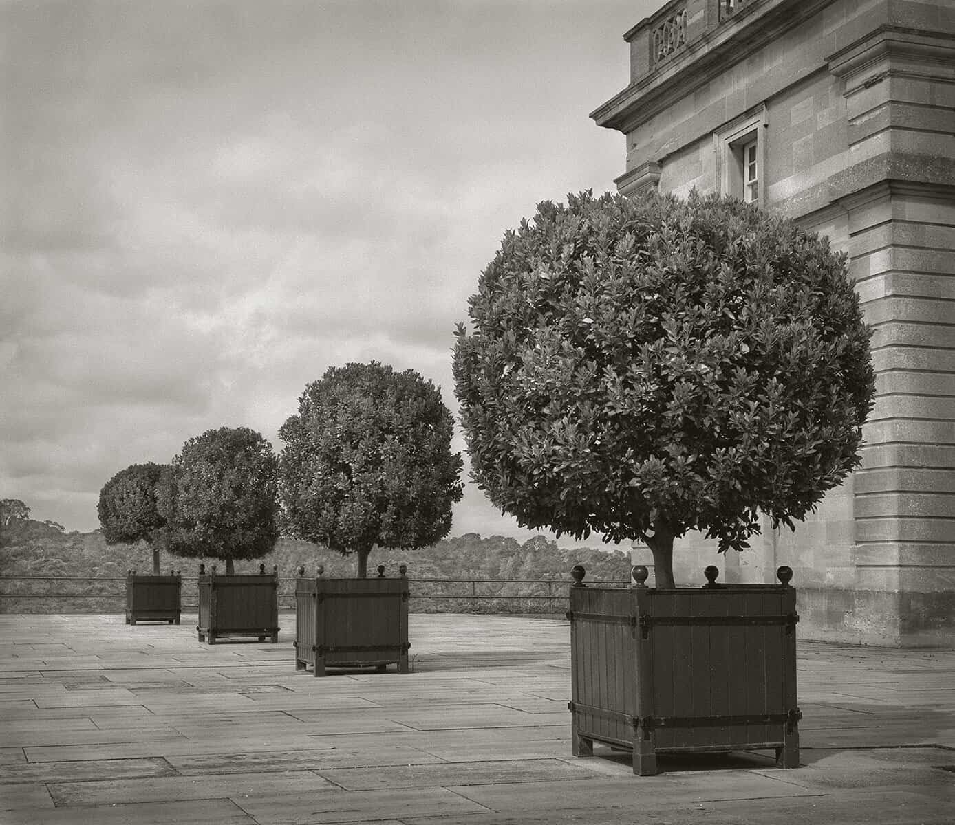 A black and white photo of a row of potted trees.