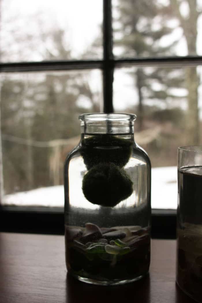 A glass of water next to a jar of moss.