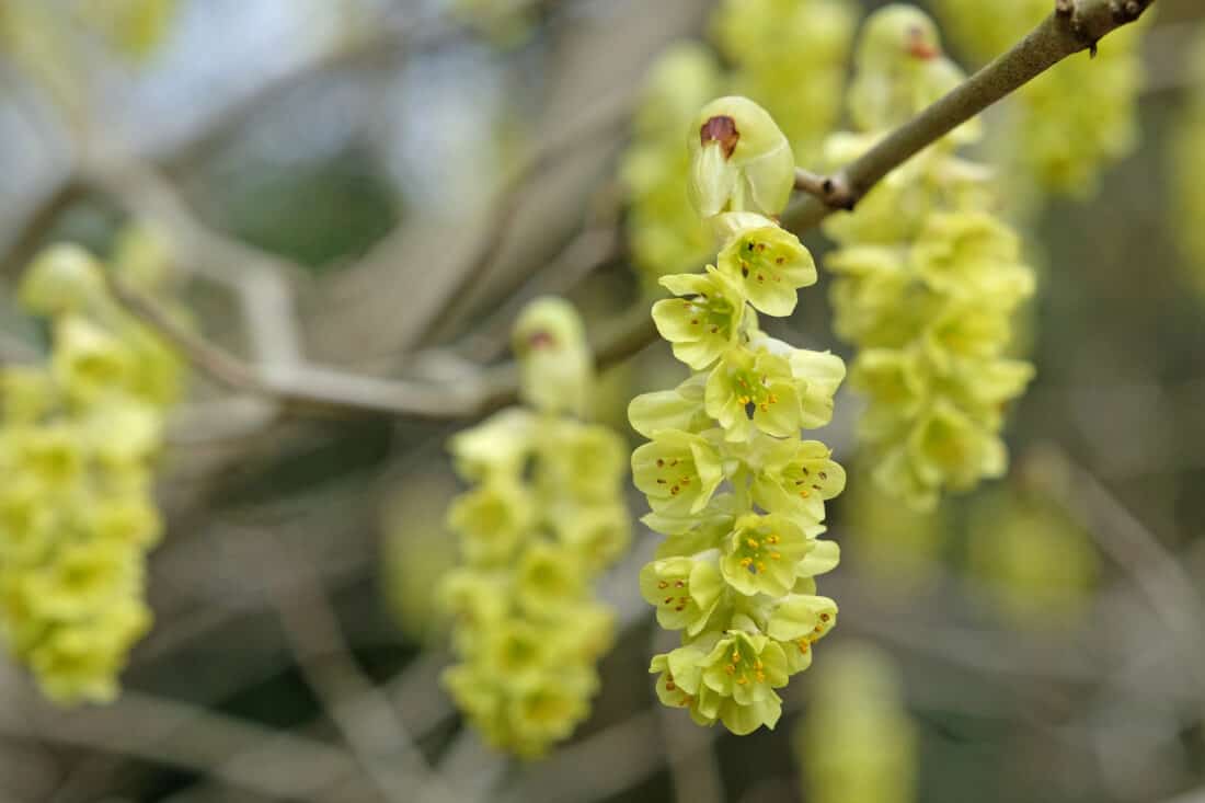 A tree with yellow flowers hanging from it. Corylopsis glabrescens