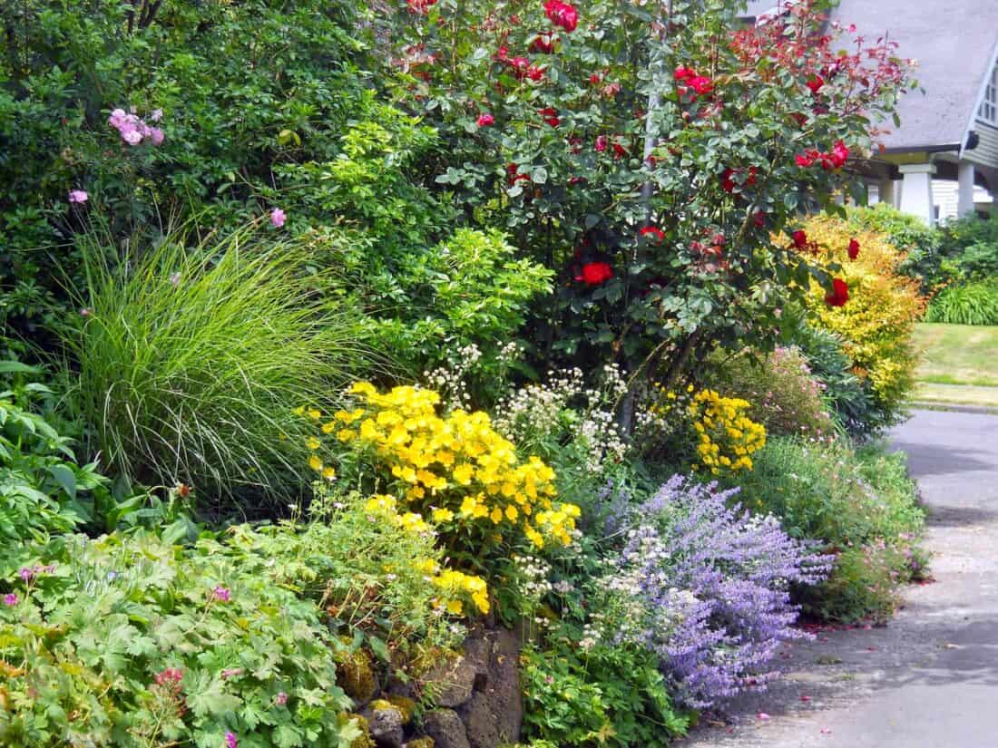 A garden with bushes and flowers along the side of a road.