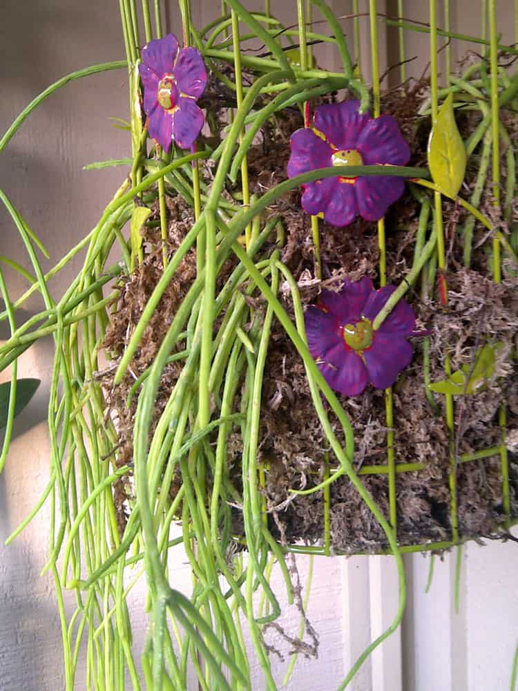 Purple flowers hanging from a birdcage.