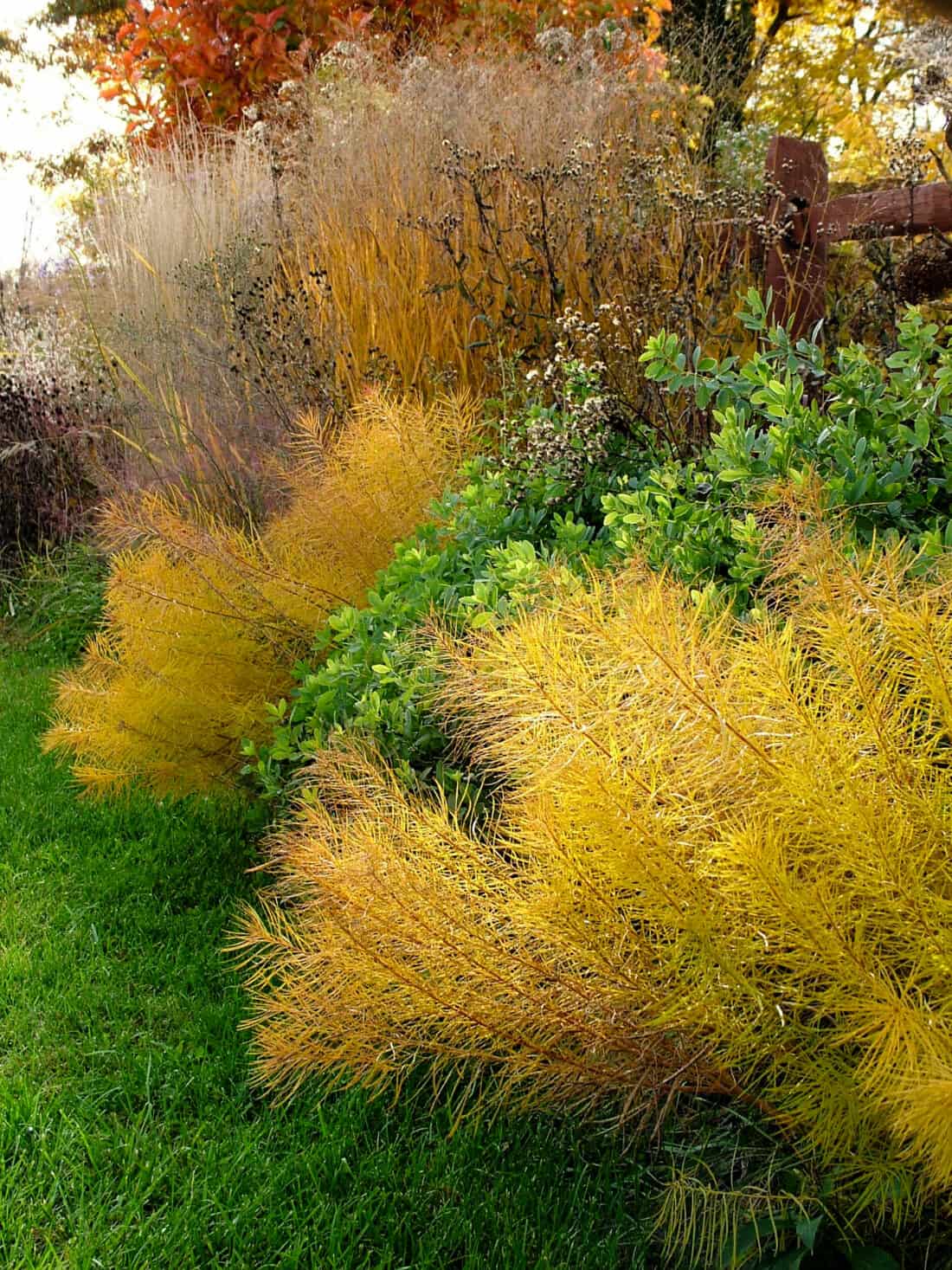 a perennial border in fall (autumn), with feathery Arkansas bluestar (Amsonia hubrichtii) in bright yellow 