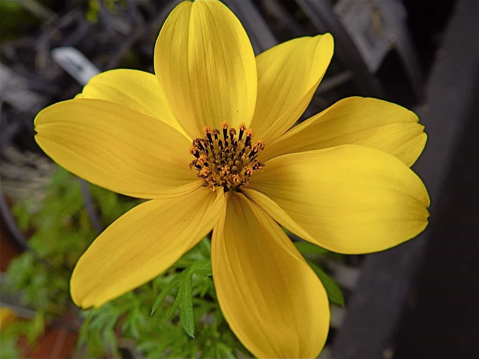 A yellow flower in a pot with strawberry tower planting. Bidens golidilocks