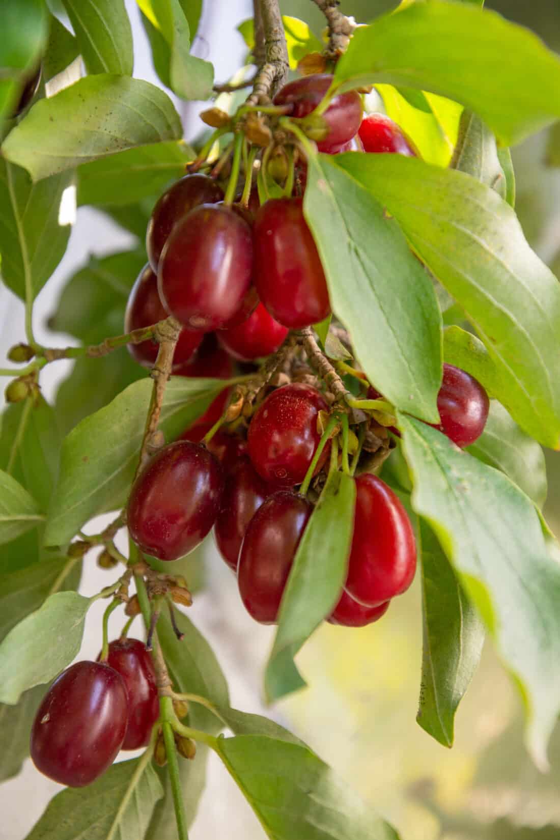 Ripe cornelian cherries on a tree branch.