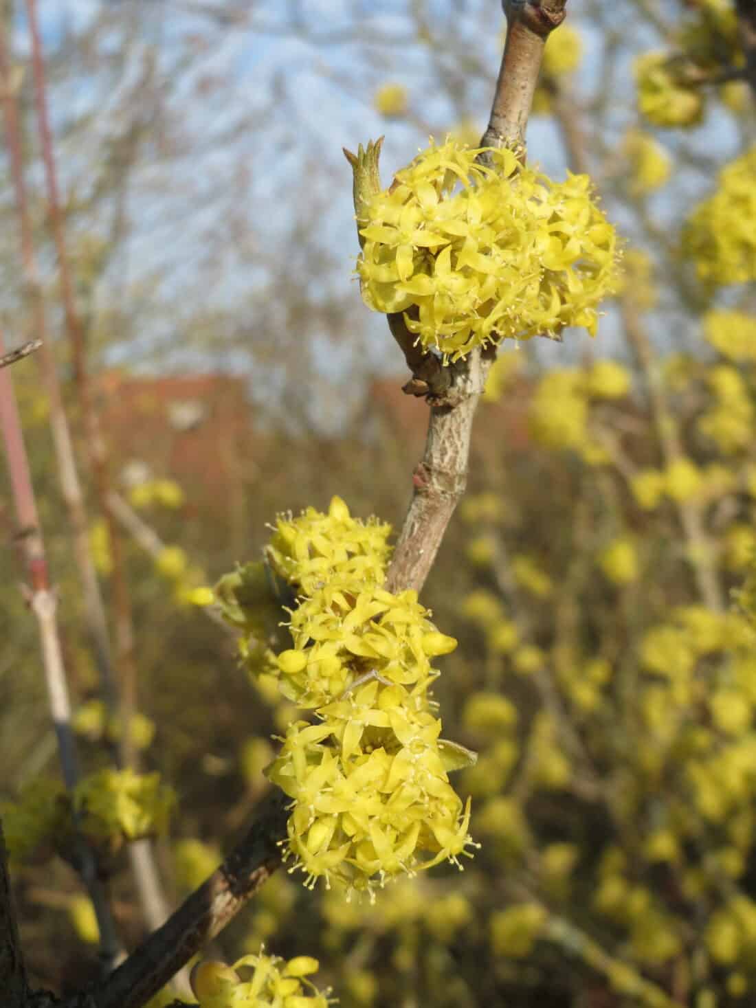 Yellow flowers on a tree branch.
