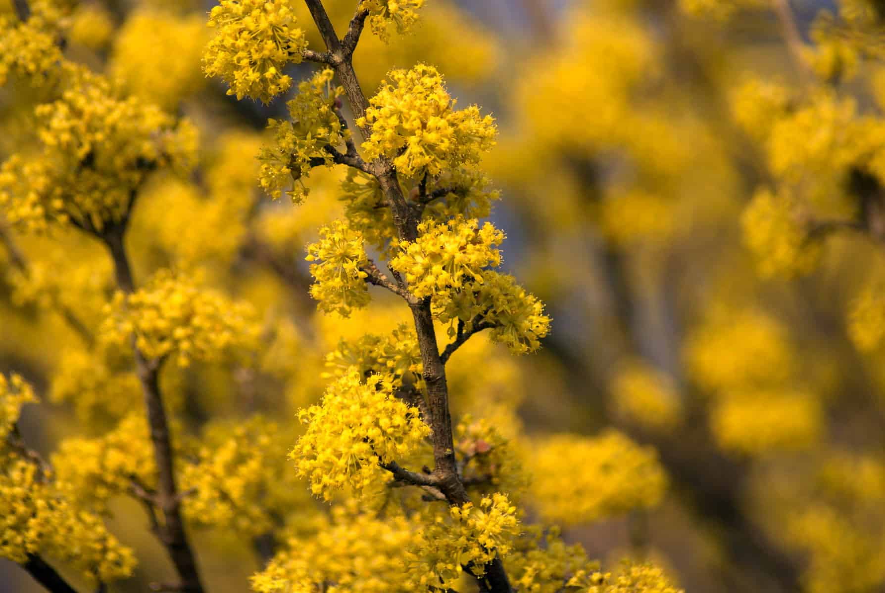 A close up of Cornus Mas flowers on a tree.