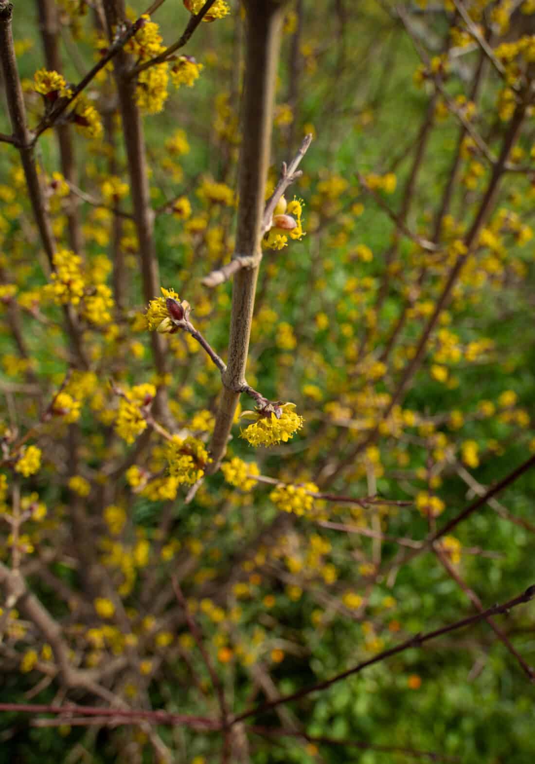 A close up of yellow flowers on a Cornus Mas tree.