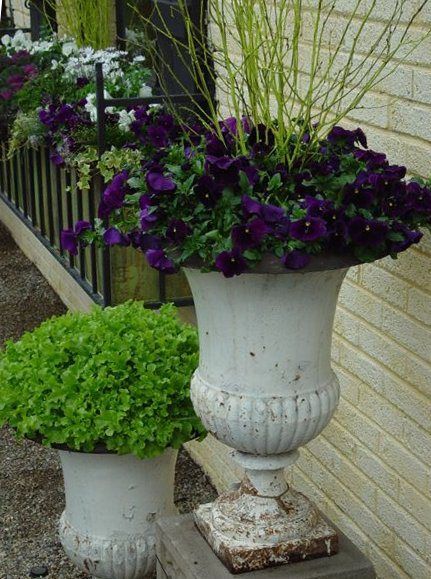 Two white urns with purple flowers in them.