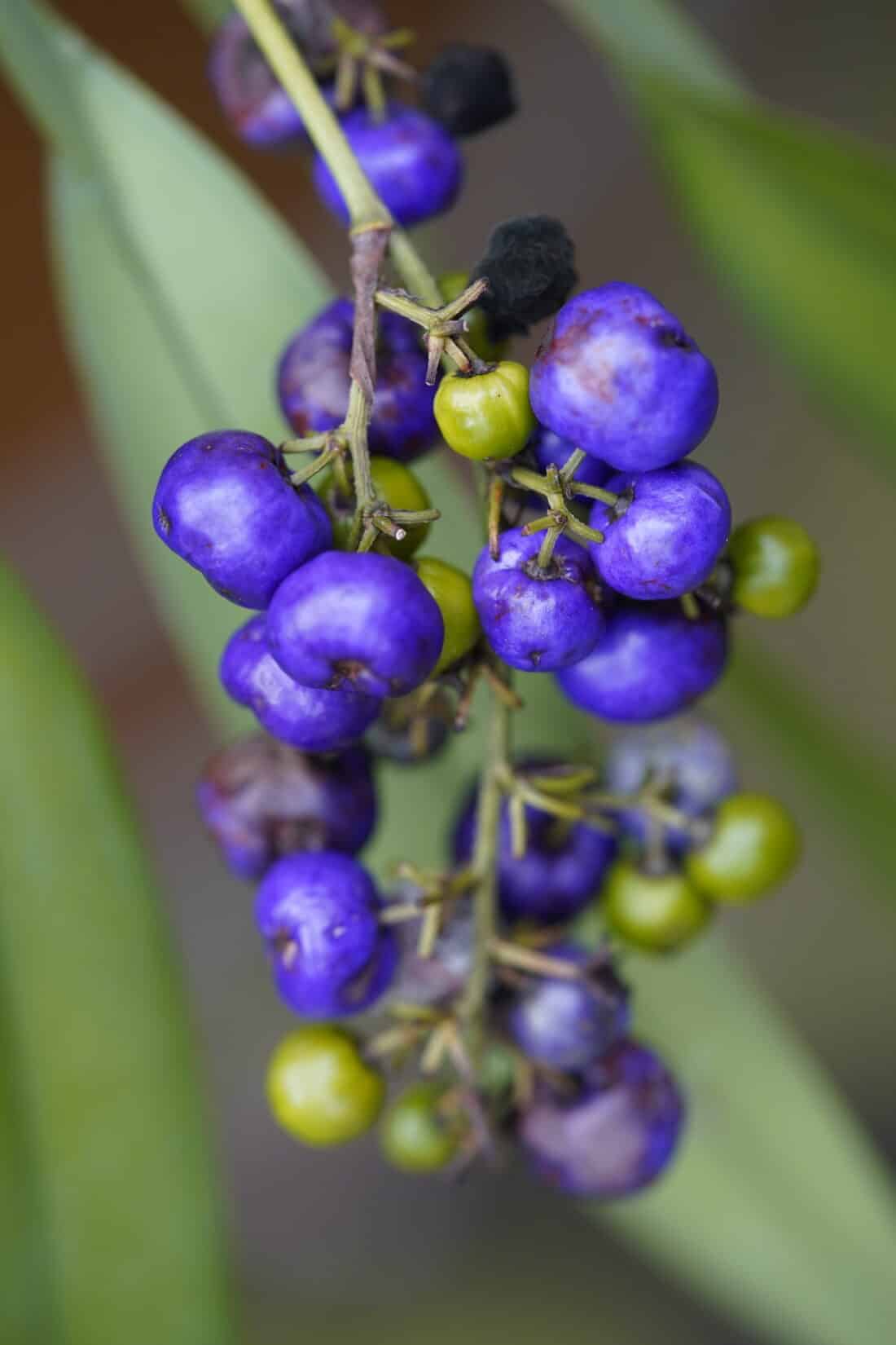 A bunch of blue and green berries on a plant.