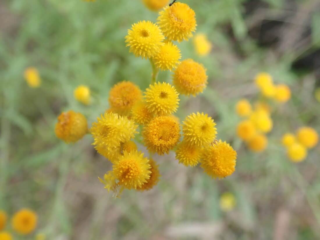 A close up of yellow flowers in a **field**.