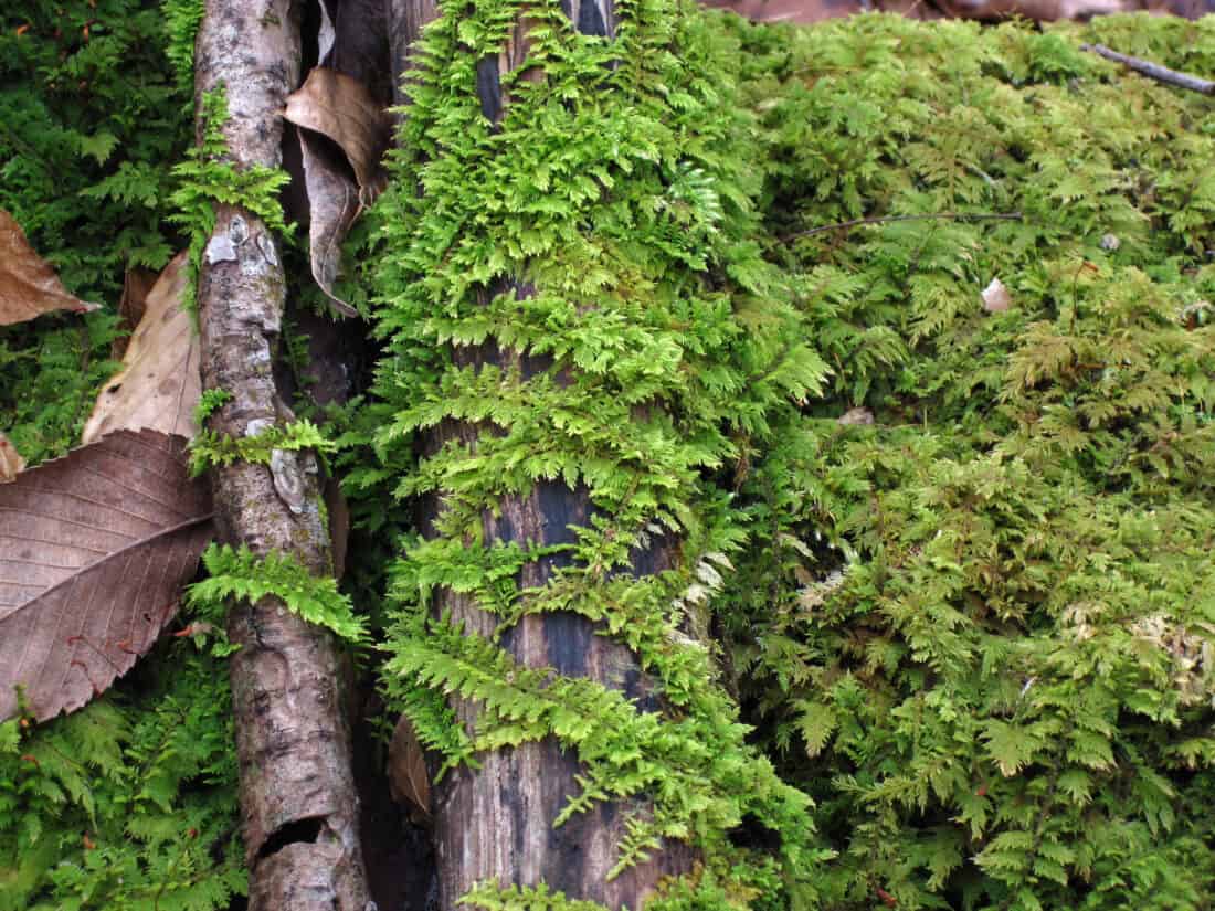 Fern Moss lawn growing on a tree trunk. thuidium delicatulum