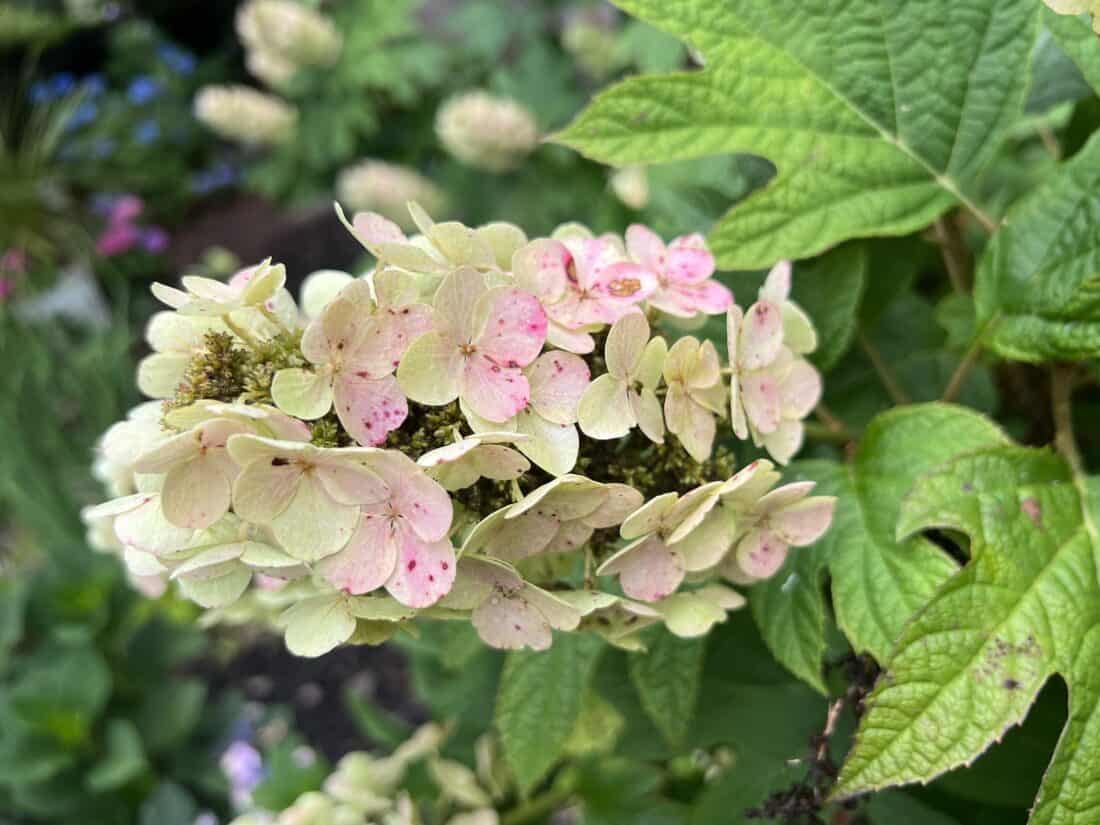 A close up of an oak leaf hydrangea flower with pink and white petals.