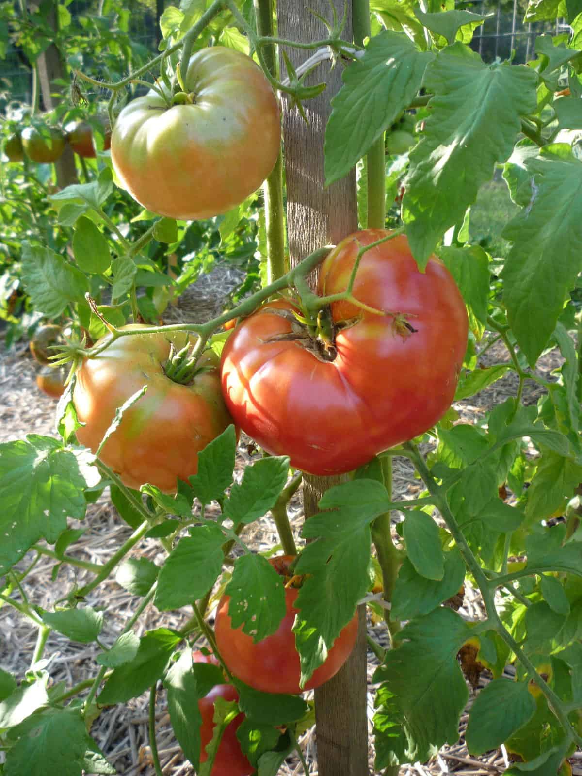 mortgage lifter tomatoes ripening on the vine