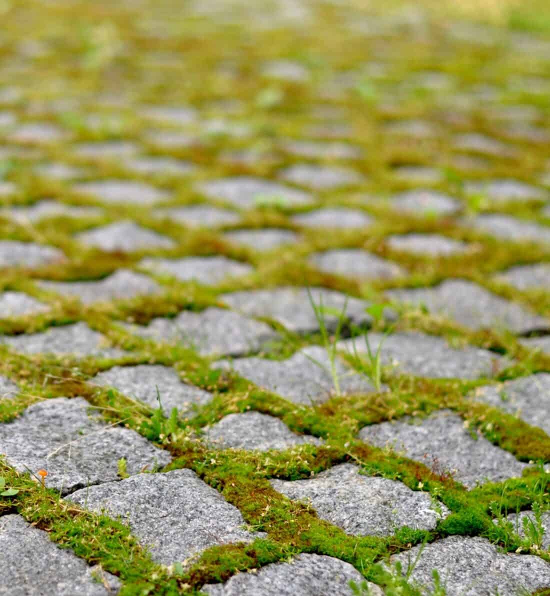 Moss growing on a cobblestone walkway.