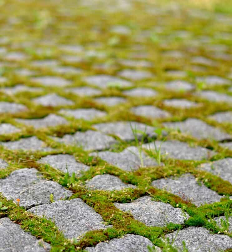 19 Smart Reasons to Grow a Moss Lawn Instead of A Grass Lawn | PITH ...