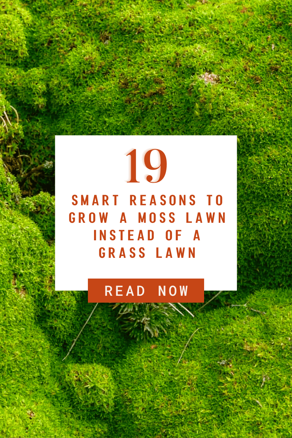 19 smart reasons to grow a moss lawn instead of a grass lawn.