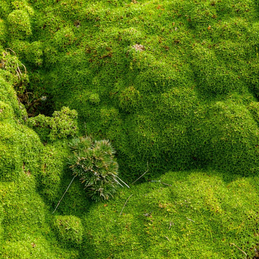 A green moss covered rock with a small tree in the middle. sheet moss