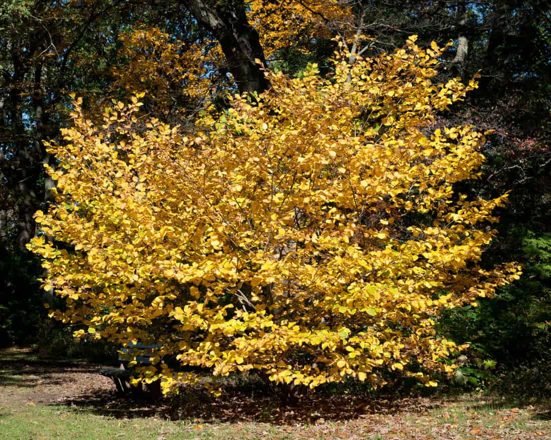 A hamamelis virginiana tree with yellow leaves in a park.