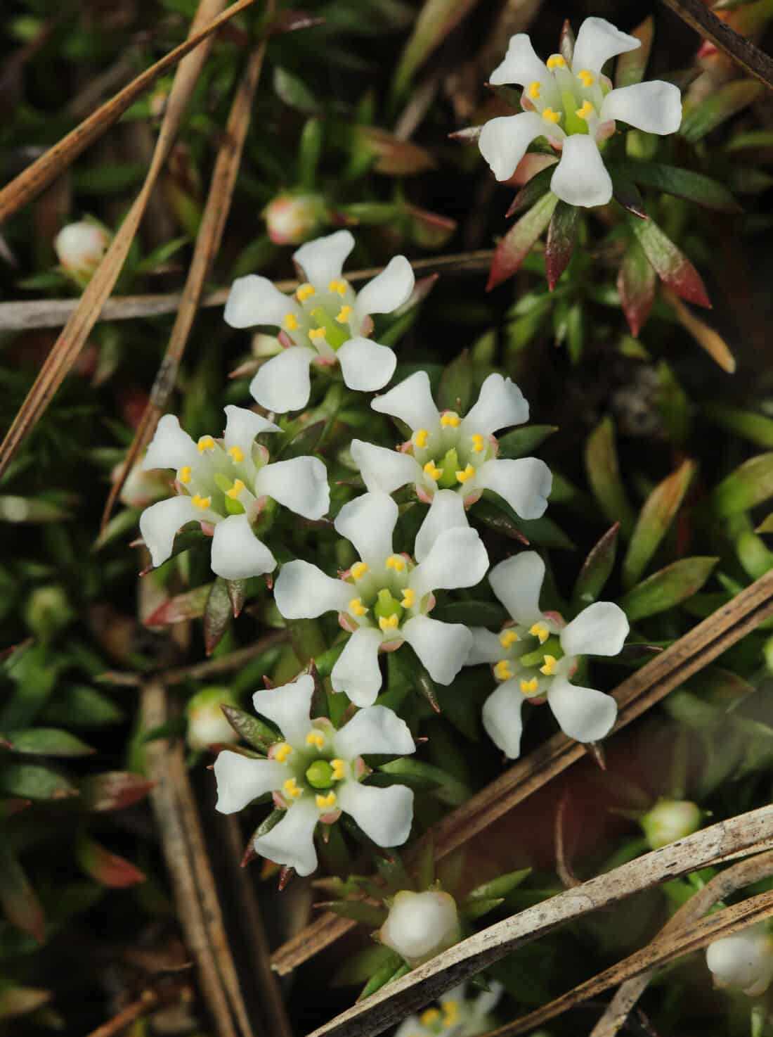 A small group of white flowers are growing in the grass. pixie moss
