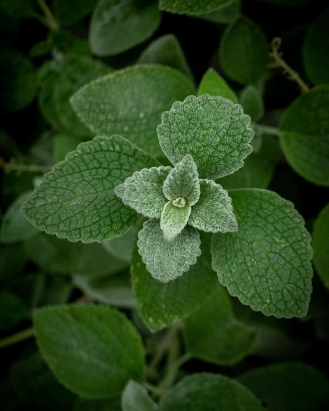 A close up of a plant with green leaves. Plectranthus argentatus