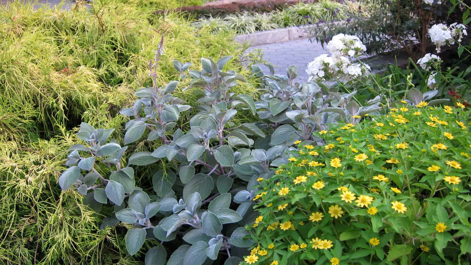 Sage and yellow flowers in a garden. Plectranthus argentatus in a garden