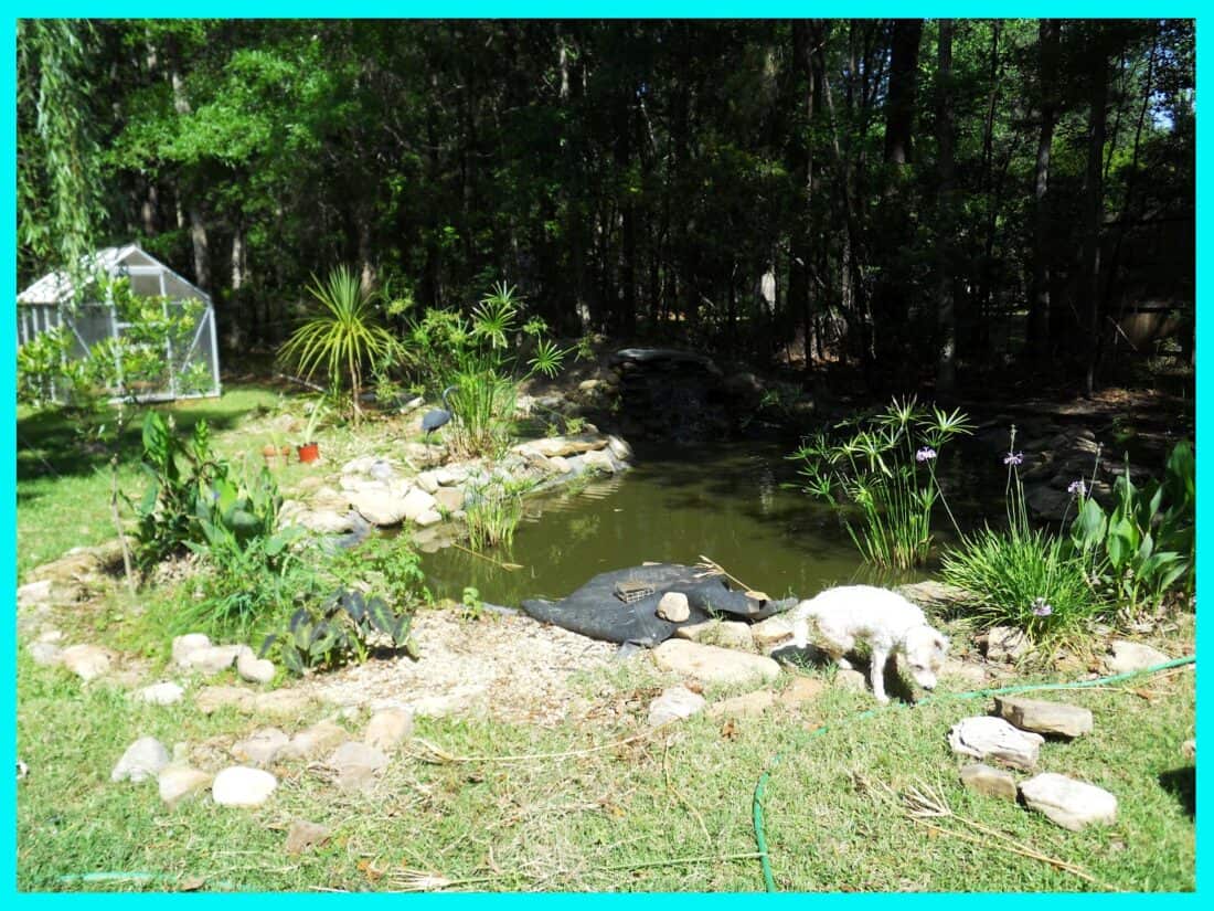 A pond in a backyard with rocks and a dog.