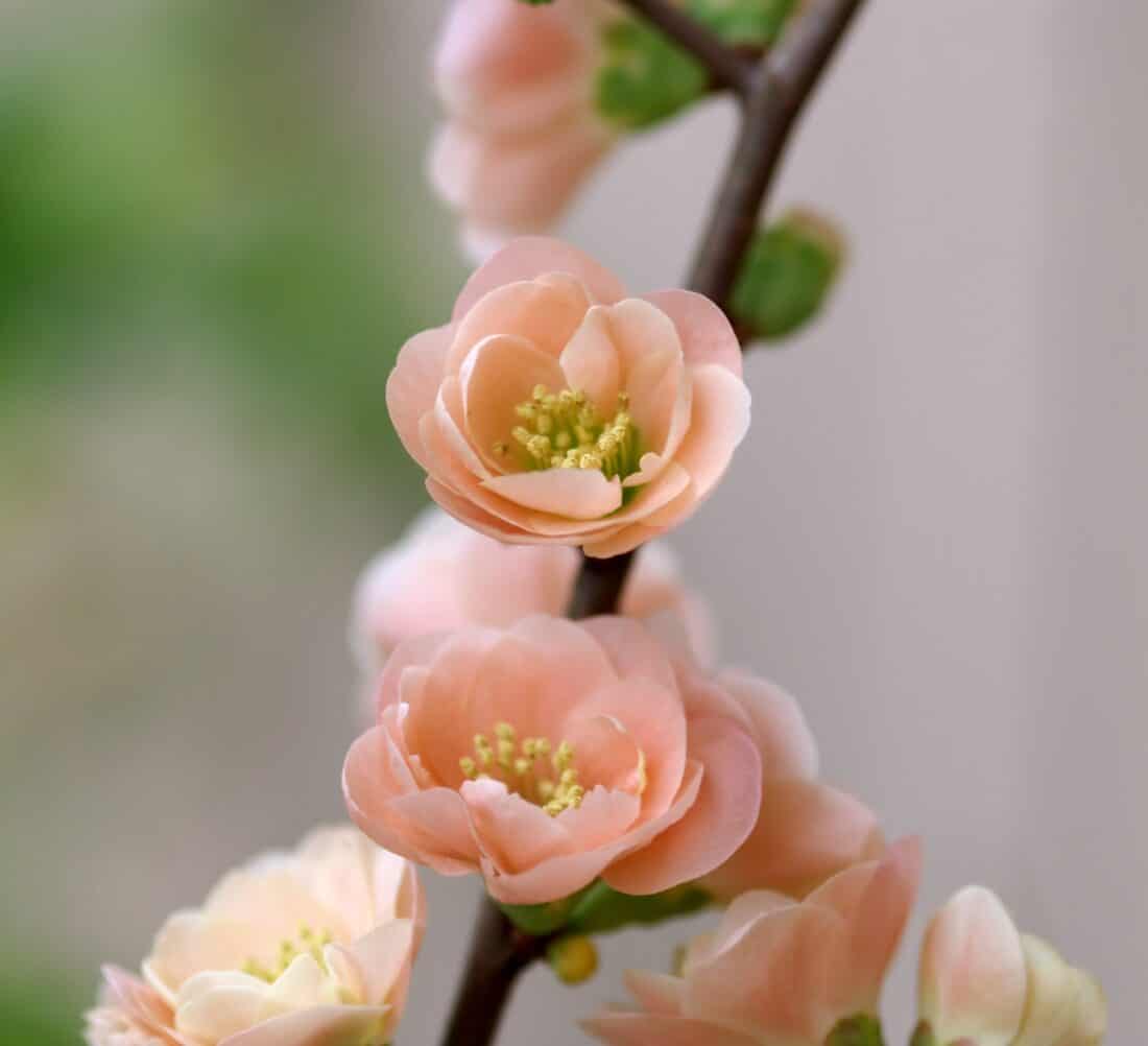 Peach flowers on a branch with green leaves. Quince 'cameo'
