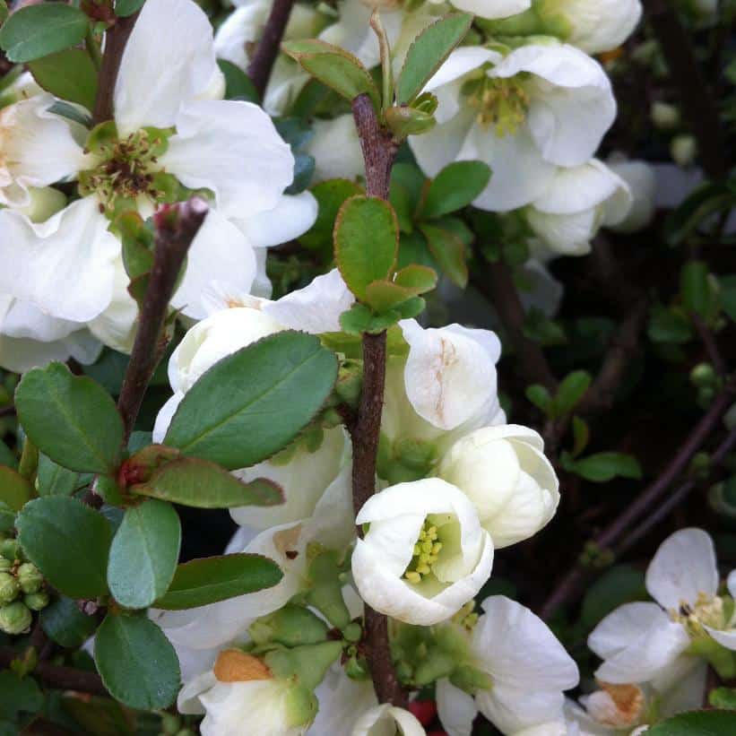 White flowers on a bush with green leaves. Chaenomeles suberba 'Jet Trail