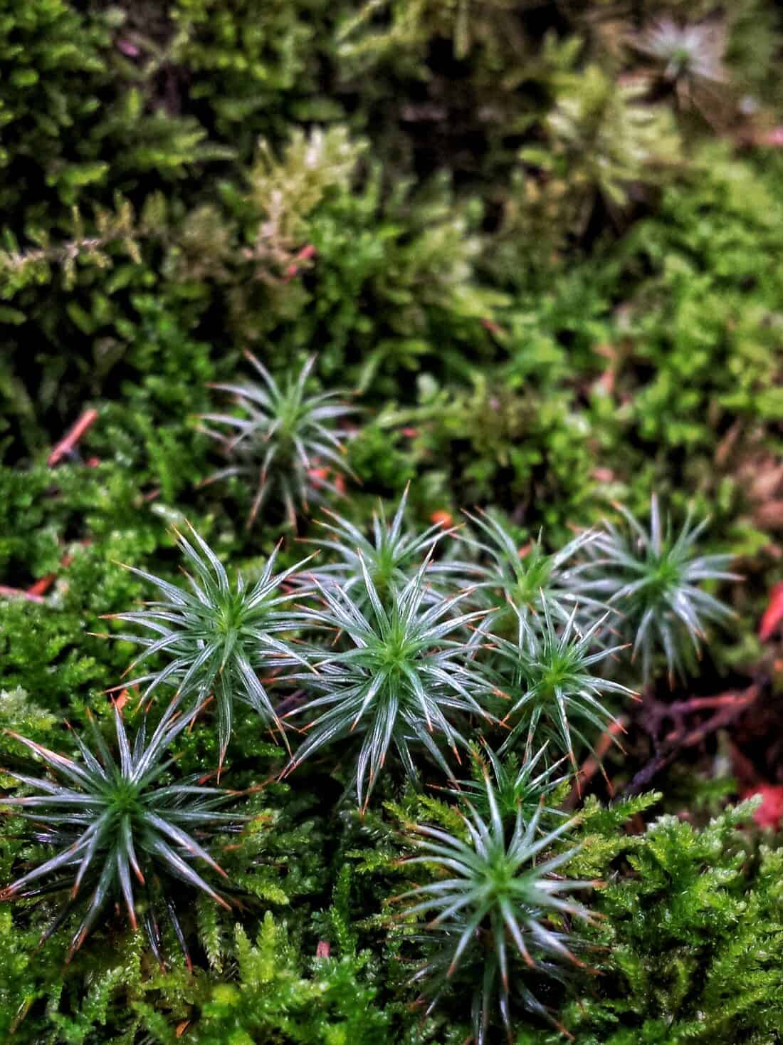 Small star moss plants growing on the ground.