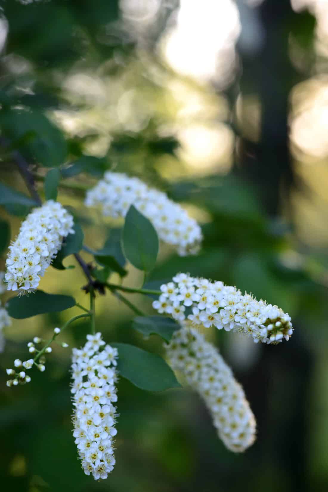 White flowers on a tree branch.
