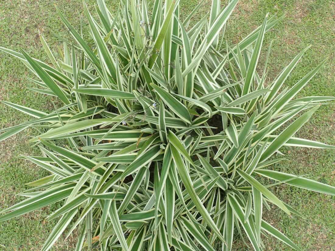 A plant with white and green leaves in the grass.