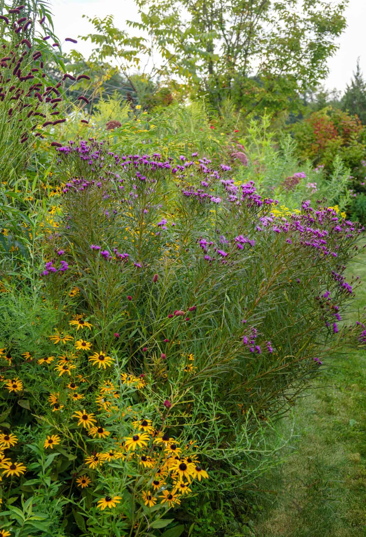 A bunch of flowers in a garden.