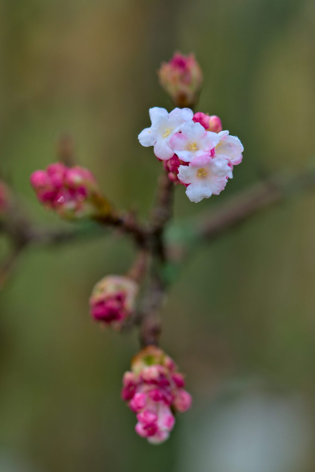 A close up of a pink flower on a branch. Viburnum bodnantense